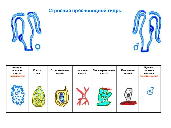 Строение пресноводной гидры Клетки тела Стрекательные клетки Нервные клетки Пищеварительные