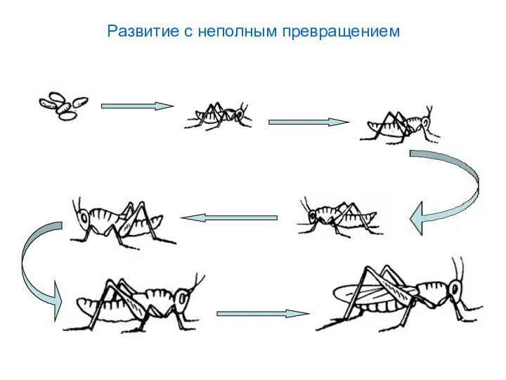 Развитие с неполным превращением