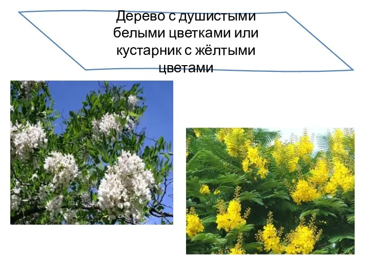 Дерево с душистыми белыми цветками или кустарник с жёлтыми цветами