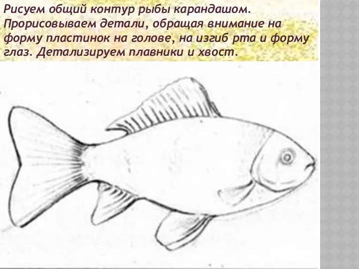 Рисуем общий контур рыбы карандашом. Прорисовываем детали, обращая внимание на
