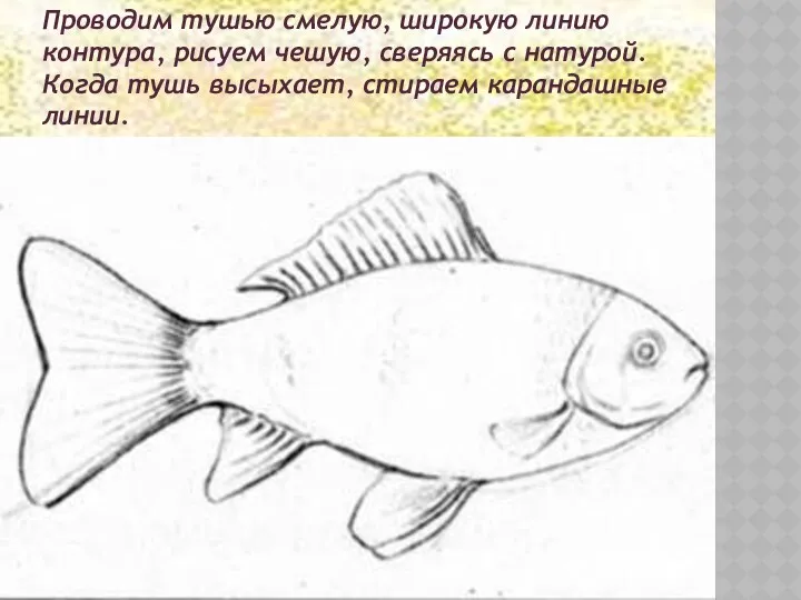 Проводим тушью смелую, широкую линию контура, рисуем чешую, сверяясь с