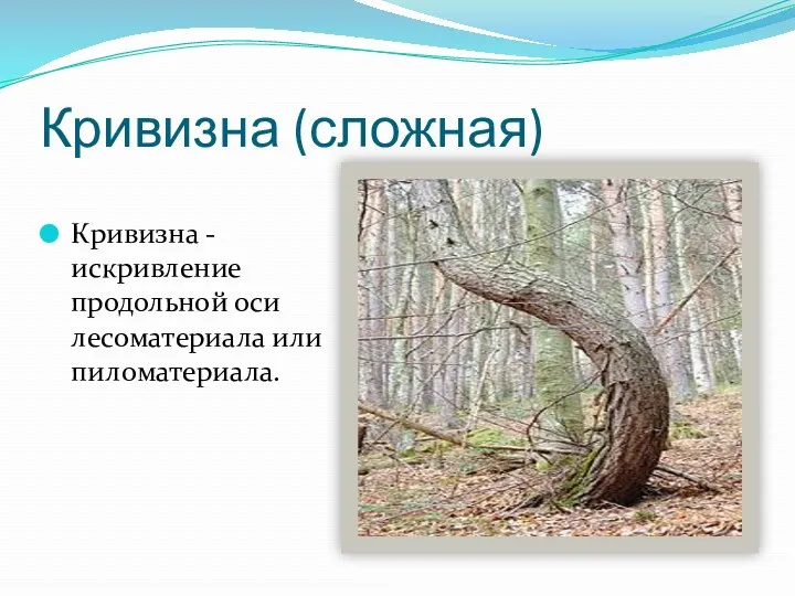Кривизна (сложная) Кривизна - искривление продольной оси лесоматериала или пиломатериала.