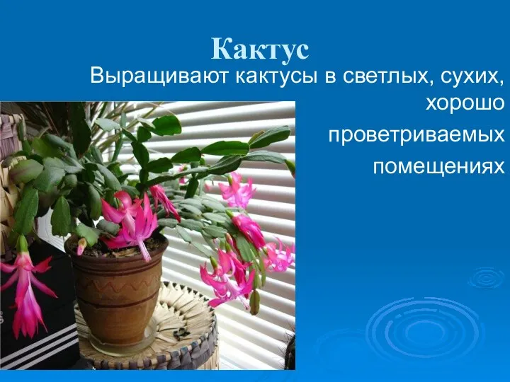 Кактус Выращивают кактусы в светлых, сухих, хорошо проветриваемых помещениях