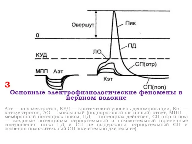 3 Основные электрофизиологические феномены в нервном волокне Аэт — анаэлектротон,