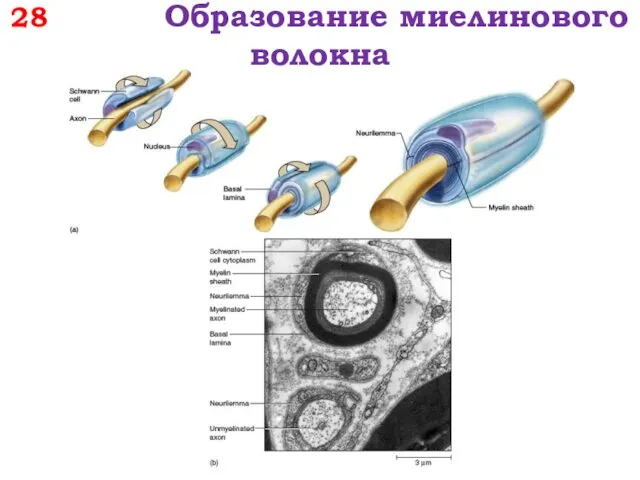 28 Образование миелинового волокна