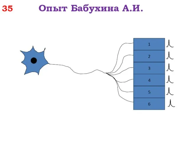 35 Опыт Бабухина А.И.