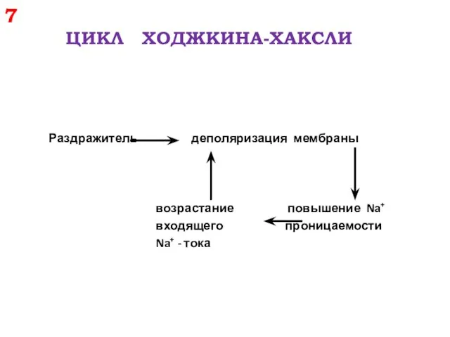 7 ЦИКЛ ХОДЖКИНА-ХАКСЛИ Раздражитель деполяризация мембраны возрастание повышение Na+ входящего проницаемости Na+ - тока