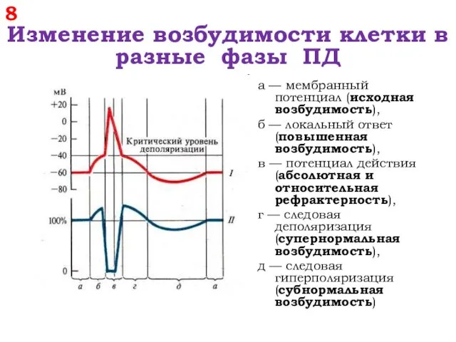 8 Изменение возбудимости клетки в разные фазы ПД а —