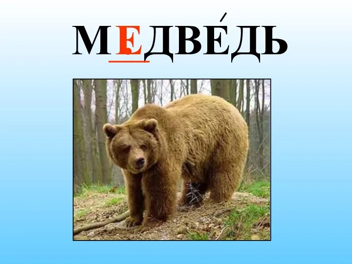 М . ДВЕДЬ Е