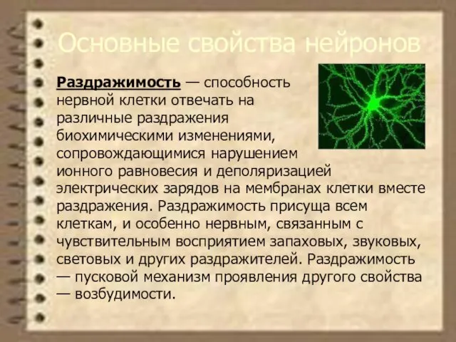 Основные свойства нейронов Раздражимость — способность нервной клетки отвечать на различные раздражения биохимическими