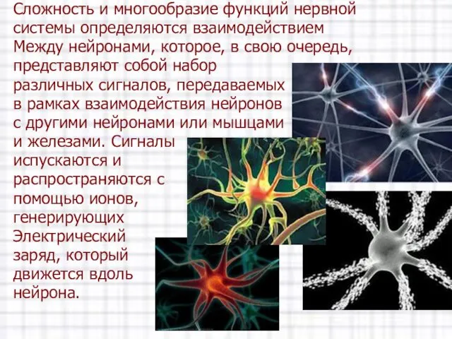 Сложность и многообразие функций нервной системы определяются взаимодействием Между нейронами, которое, в свою
