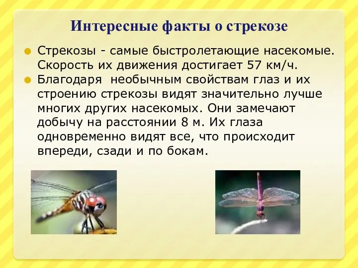 Интересные факты о стрекозе Стрекозы - самые быстролетающие насекомые. Скорость