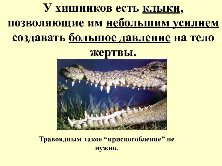 У хищников есть клыки, позволяющие им небольшим усилием создавать большое