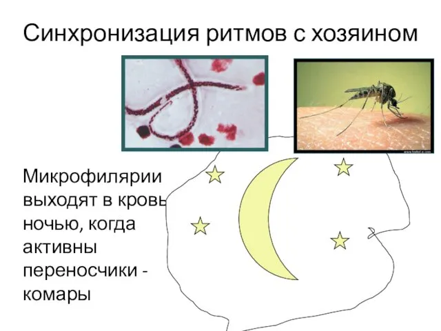 Микрофилярии выходят в кровь ночью, когда активны переносчики - комары Синхронизация ритмов с хозяином