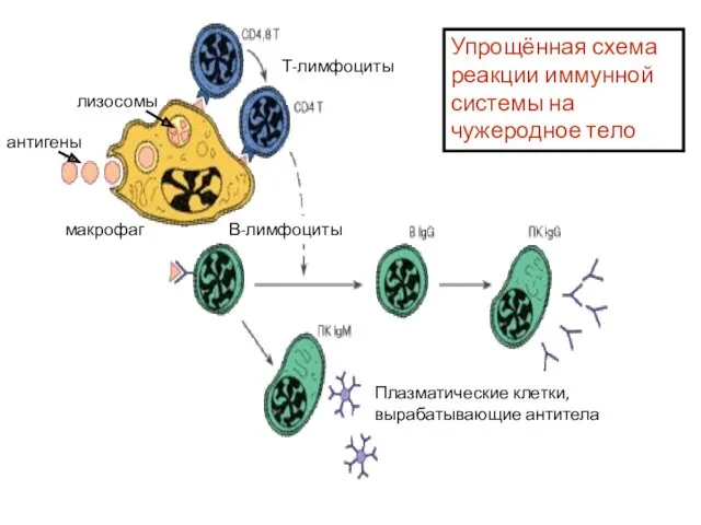 антигены макрофаг Т-лимфоциты В-лимфоциты Плазматические клетки, вырабатывающие антитела Упрощённая схема