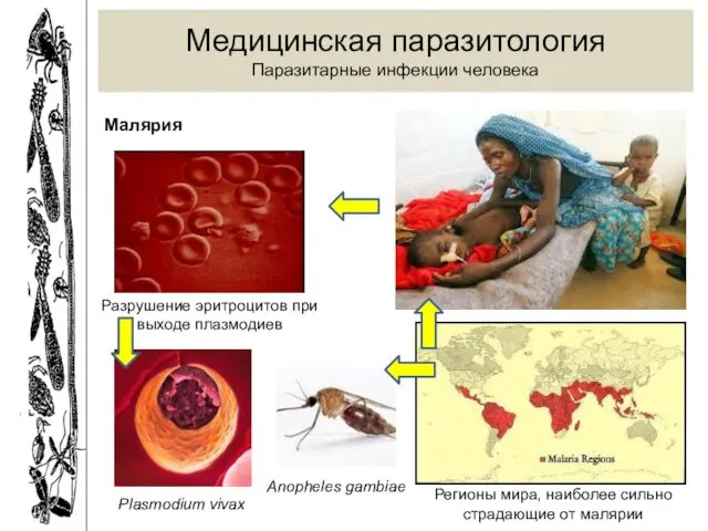 Регионы мира, наиболее сильно страдающие от малярии Медицинская паразитология Паразитарные инфекции человека Малярия