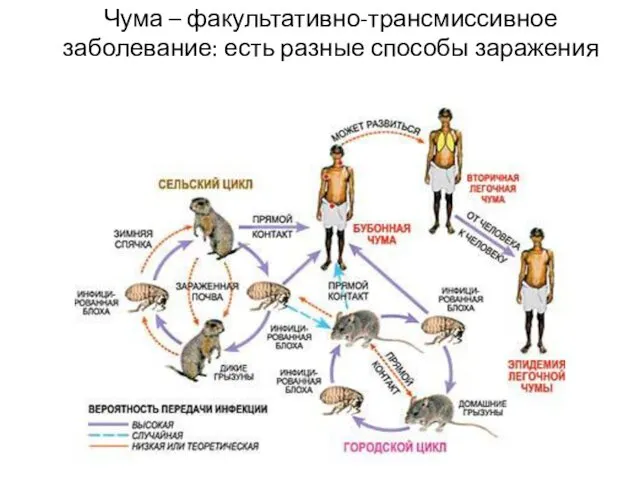 Чума – факультативно-трансмиссивное заболевание: есть разные способы заражения