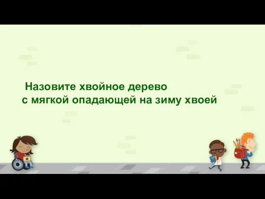 Назовите хвойное дерево с мягкой опадающей на зиму хвоей