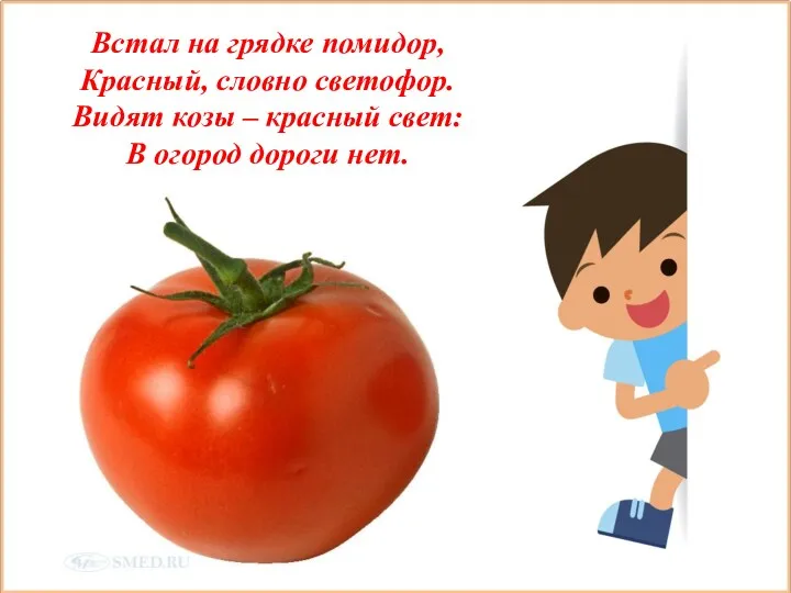 Встал на грядке помидор, Красный, словно светофор. Видят козы – красный свет: В огород дороги нет.
