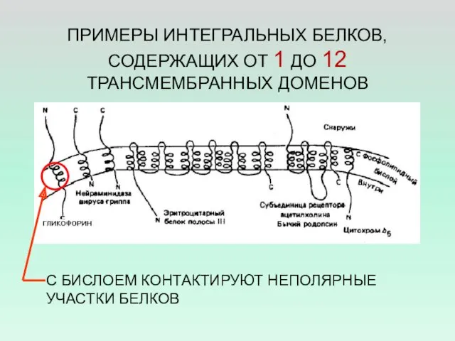 ПРИМЕРЫ ИНТЕГРАЛЬНЫХ БЕЛКОВ, СОДЕРЖАЩИХ ОТ 1 ДО 12 ТРАНСМЕМБРАННЫХ ДОМЕНОВ С БИСЛОЕМ КОНТАКТИРУЮТ НЕПОЛЯРНЫЕ УЧАСТКИ БЕЛКОВ