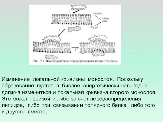 Изменение локальной кривизны монослоя. Поскольку образование пустот в бислое энергетически