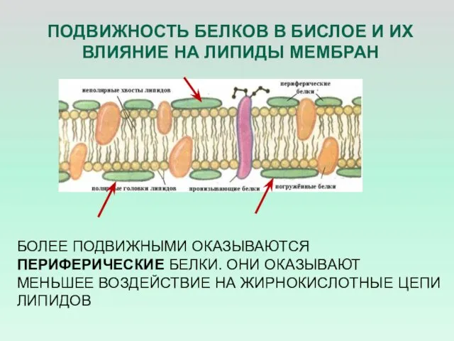 ПОДВИЖНОСТЬ БЕЛКОВ В БИСЛОЕ И ИХ ВЛИЯНИЕ НА ЛИПИДЫ МЕМБРАН