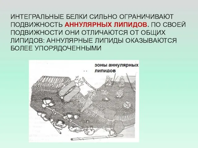 ИНТЕГРАЛЬНЫЕ БЕЛКИ СИЛЬНО ОГРАНИЧИВАЮТ ПОДВИЖНОСТЬ АННУЛЯРНЫХ ЛИПИДОВ. ПО СВОЕЙ ПОДВИЖНОСТИ