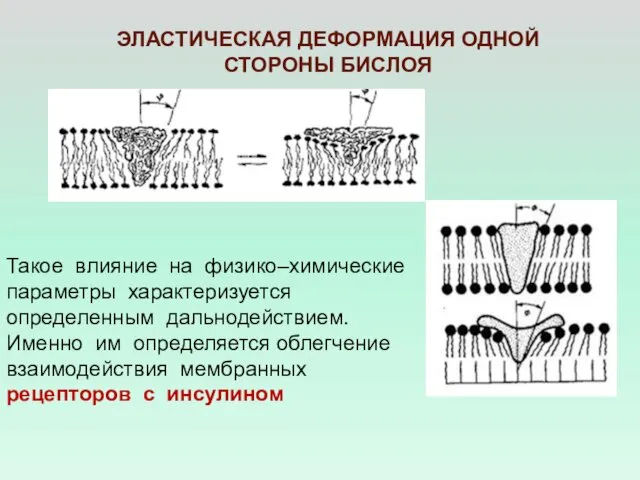 ЭЛАСТИЧЕСКАЯ ДЕФОРМАЦИЯ ОДНОЙ СТОРОНЫ БИСЛОЯ Такое влияние на физико–химические параметры