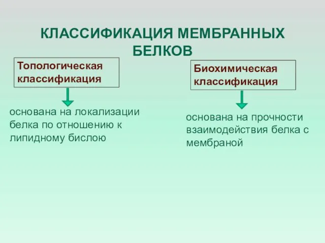 КЛАССИФИКАЦИЯ МЕМБРАННЫХ БЕЛКОВ основана на прочности взаимодействия белка с мембраной