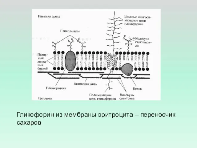 Гликофорин из мембраны эритроцита – переносчик сахаров