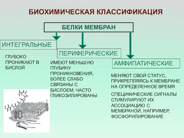 БЕЛКИ МЕМБРАН ИНТЕГРАЛЬНЫЕ ПЕРИФЕРИЧЕСКИЕ БИОХИМИЧЕСКАЯ КЛАССИФИКАЦИЯ МЕНЯЮТ СВОЙ СТАТУС, ПРИКРЕПЛЯЯСЬ