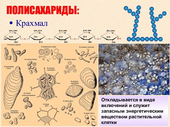 ПОЛИСАХАРИДЫ: Крахмал Откладывается в виде включений и служит запасным энергетическим веществом растительной клетки