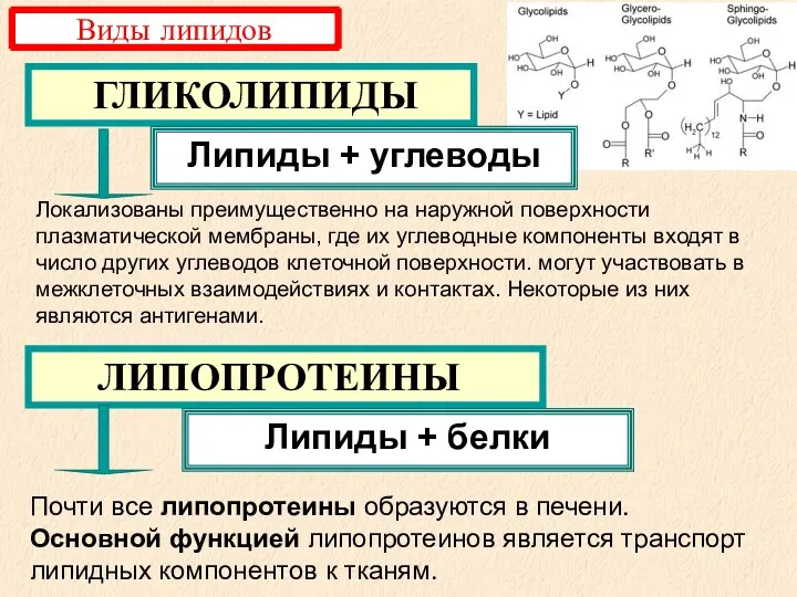 ЛИПОПРОТЕИНЫ ГЛИКОЛИПИДЫ Липиды + углеводы Липиды + белки Виды липидов