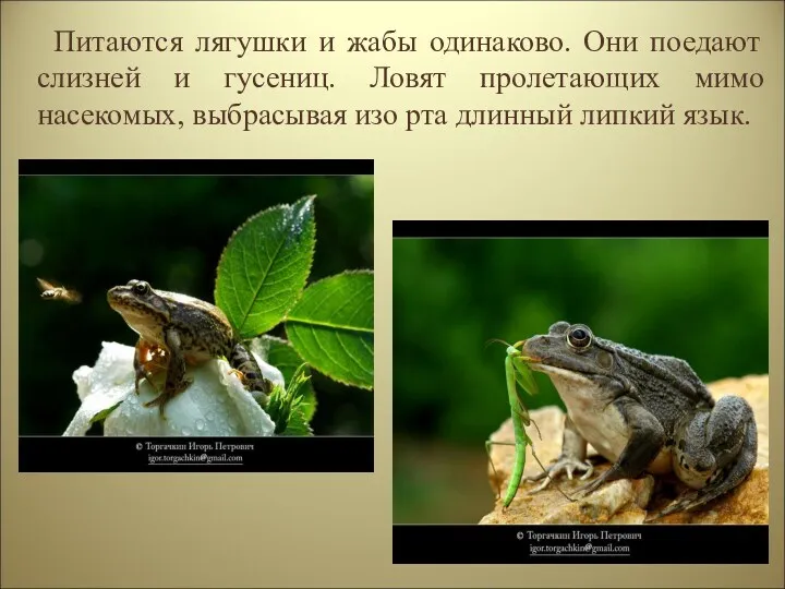 Питаются лягушки и жабы одинаково. Они поедают слизней и гусениц. Ловят пролетающих мимо