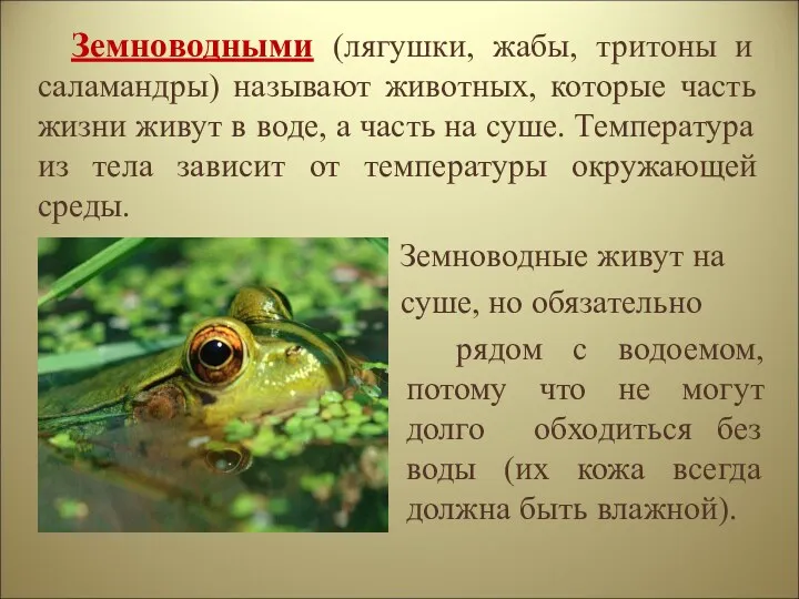 Земноводными (лягушки, жабы, тритоны и саламандры) называют животных, которые часть жизни живут в