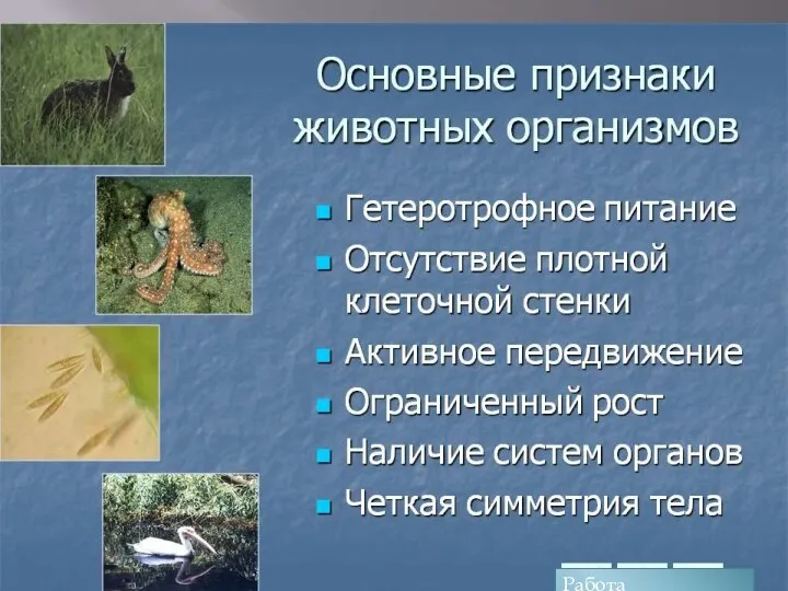 Презентация Основные признаки животных