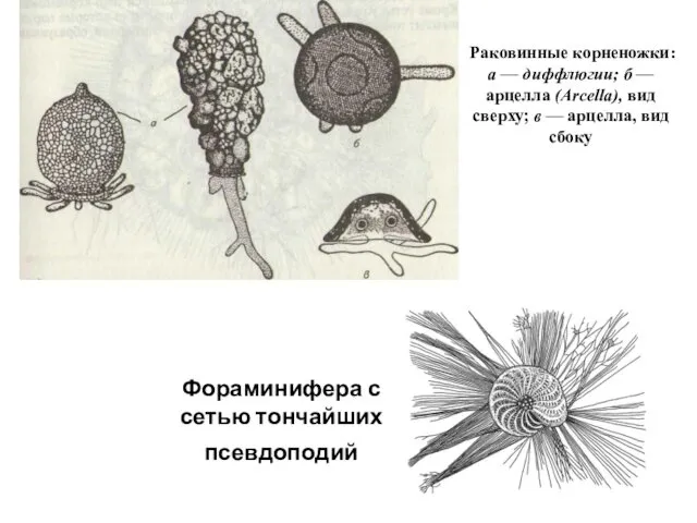 Раковинные корненожки: а — диффлюгии; б — арцелла (Arcella), вид