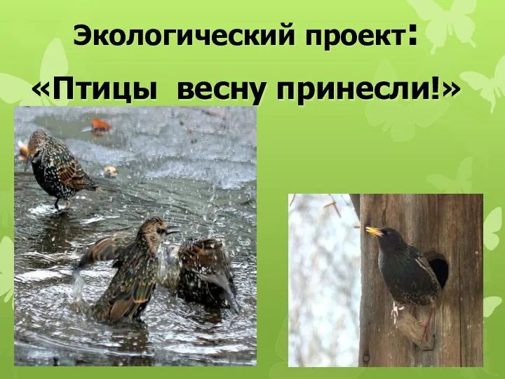 Экологический проект: «Птицы весну принесли!»