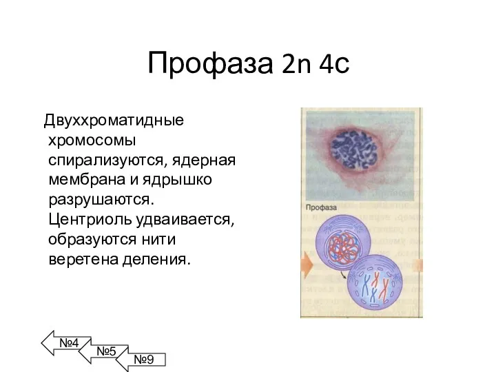 Профаза 2n 4с Двуххроматидные хромосомы спирализуются, ядерная мембрана и ядрышко разрушаются. Центриоль удваивается,