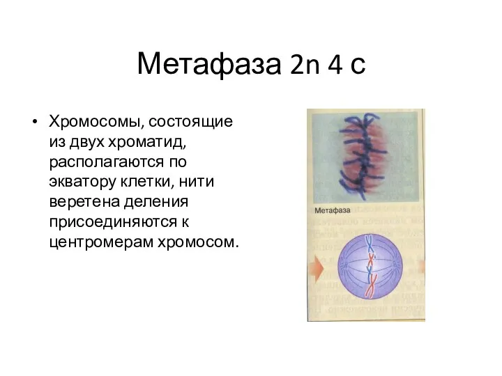 Метафаза 2n 4 с Хромосомы, состоящие из двух хроматид, располагаются по экватору клетки,