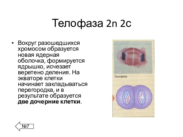 Телофаза 2n 2с Вокруг разошедшихся хромосом образуется новая ядерная оболочка, формируется ядрышко, исчезает