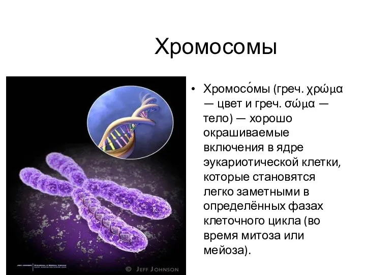 Хромосомы Хромосо́мы (греч. χρώμα — цвет и греч. σώμα — тело) — хорошо