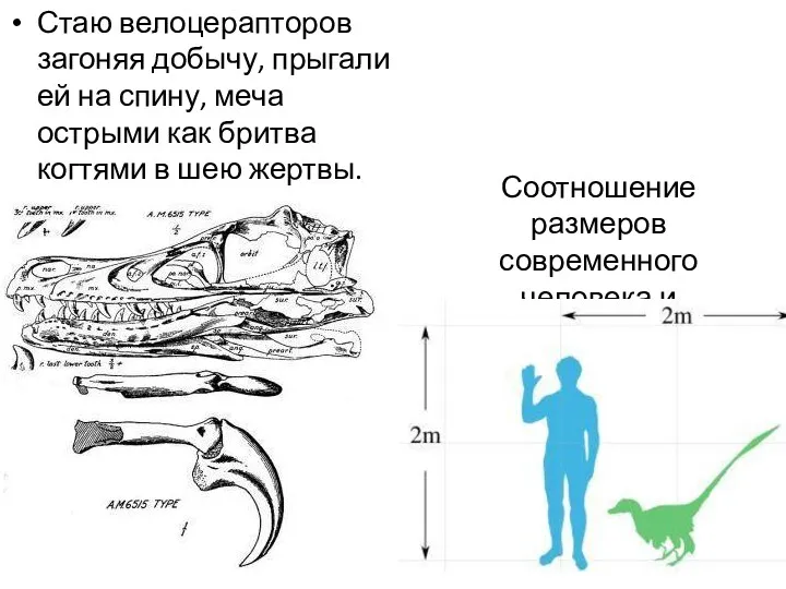 Стаю велоцерапторов загоняя добычу, прыгали ей на спину, меча острыми