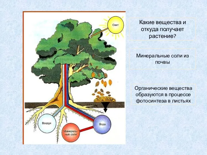 Какие вещества и откуда получает растение? Минеральные соли из почвы