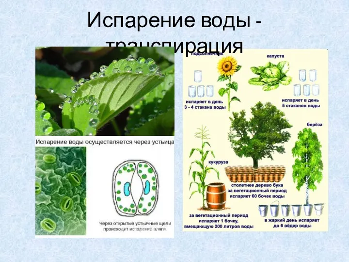 Испарение воды - транспирация