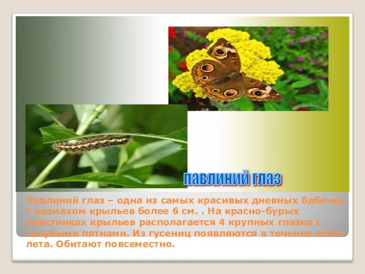 павлиний глаз Павлиний глаз – одна из самых красивых дневных бабочек с размахом