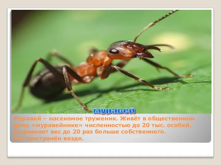 муравей Муравей – насекомое труженик. Живёт в общественном доме «муравейнике» численностью до 20
