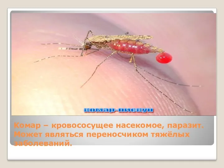 Комар – кровососущее насекомое, паразит. Может являться переносчиком тяжёлых заболеваний. комар-пискун