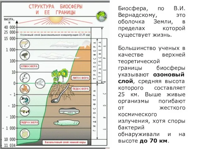 Биосфера, по В.И. Вернадскому, это оболочка Земли, в пределах которой