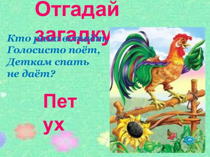 Отгадай загадку Кто рано встаёт, Голосисто поёт, Деткам спать не даёт? Петух